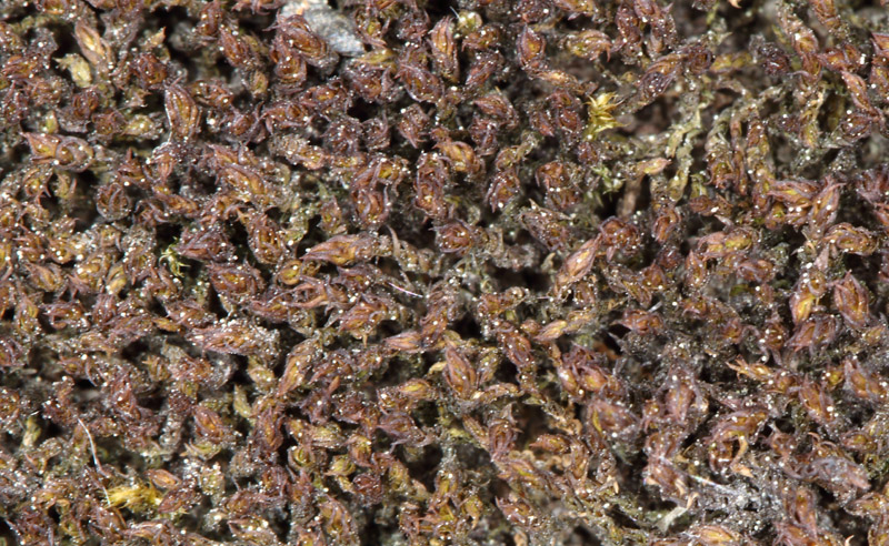 Didymodon fallax
